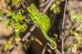 Green chameleon in Anja nature reserve Royalty Free Stock Photo