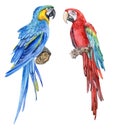 Blue-yellow macaw. Red-and-green winged macaw. Parrot. Birds Royalty Free Stock Photo