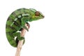 Green chameleon on a branch