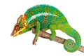 Green Chameleon on branch Royalty Free Stock Photo