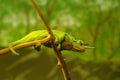 Green chameleon on branch