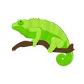 Green chameleon on branch Royalty Free Stock Photo