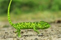 Green chameleon - Chamaeleo calyptratus side view of a veiled chameleon, Chamaeleo calyptratus Royalty Free Stock Photo