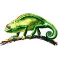 Green chameleon, chamaeleo calyptratus, on a tree, isolated, watercolor illustration