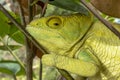 Green chameleon - Chamaeleo calyptratus ,Wild nature Madagascar