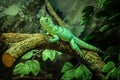 Green Chameleon