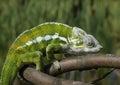 GREEN CHAMELEON CLIMBING ON TREE BRANCH Royalty Free Stock Photo