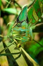 A green chameleon climbing through a tree Royalty Free Stock Photo