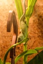 Green chameleon froze on a bamboo branch going downwith mouth open