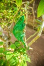 Endemic green panther chameleon, Madagascar