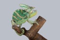 Green chameleon