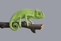 Green chameleon Royalty Free Stock Photo