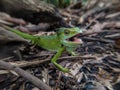 Green chameleon on the ground Royalty Free Stock Photo