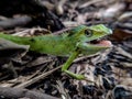 Green chameleon on the ground Royalty Free Stock Photo