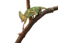 Green Chameleon hunting a cricket