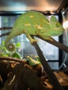 Green chameleon immure in glass cabinet