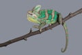 Green chameleon isolated on grey background