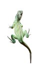Green chameleon isolated on white Royalty Free Stock Photo