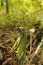 Green chameleon,lizard.saurian