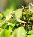 Green chameleon in macro