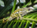 Green Chameleon perching on palm tree leaf in Mauritius