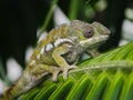 Green Chameleon perching on palm tree leaf in Mauritius