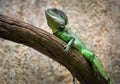 Green chameleon resting.