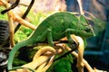 green chameleon sits on a branch close. Wild animals reptile.