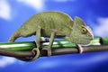 Green chameleon on sky background