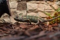 Green chameleon in spots on a brick wall background