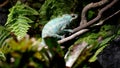 Green chameleon on a tree branch. Adapted to an arboreal lifestyle, able to change body color in accordance with the