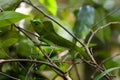 Green chameleon at tree branch in Singharaja Forest in Sri Lanka