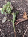 Green chameleon on the ground. Reptil. Fauna, animals. Royalty Free Stock Photo