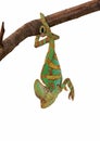 Green chameleon upside down