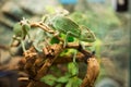 Green chameleons on branch Royalty Free Stock Photo