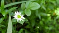 Green chamomile closeup