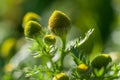 Green chamomile. Matricaria chamomilla