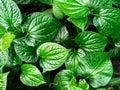 Green Chaplo plant leaves from top view Royalty Free Stock Photo