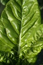 Green chard cultivation in a hothouse field Royalty Free Stock Photo