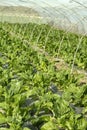 Green chard cultivation in a hothouse field Royalty Free Stock Photo