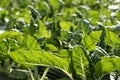 Green chard cultivation in a hothouse field Royalty Free Stock Photo