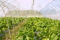 Green chard cultivation in a hothouse field Royalty Free Stock Photo