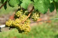Green chardonnay grapes Royalty Free Stock Photo