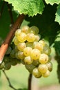 Green chardonnay grapes Royalty Free Stock Photo