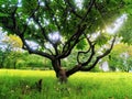 Green Charming Tree with sunlight and hopes