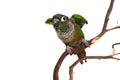 Green Cheek Conure