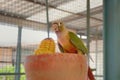 Close up Green Cheek Conure, Lovely parrot Royalty Free Stock Photo