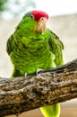 Green Cheeked Amazon Royalty Free Stock Photo