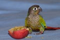 Green cheeked conure