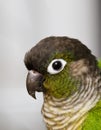 Green cheeked conure